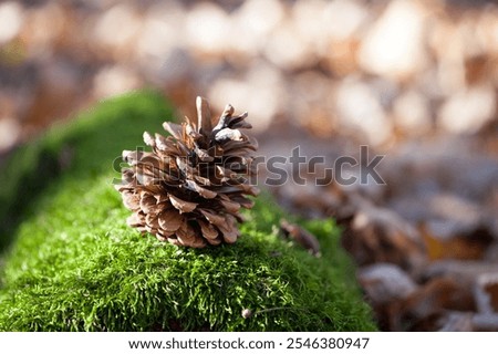 Similar – Image, Stock Photo Natural pine brown cones for holiday decoration