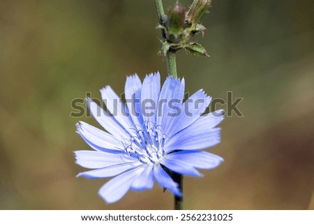 Similar – Image, Stock Photo One cichorium flower with lush vegetation and grass. This blue colored wildflower is used for alternative coffee drink. Unfocused grasshopper and green leaves of various plants at background. Summer season.