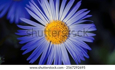 Similar – Image, Stock Photo Asters in the rain