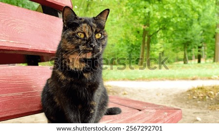 Similar – Image, Stock Photo A red tomcat sits in the undergrowth