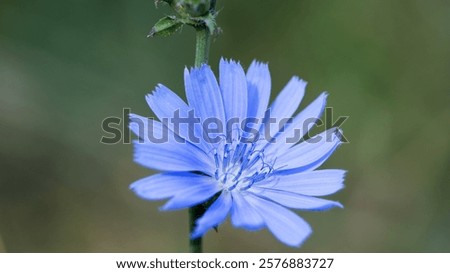 Similar – Image, Stock Photo One cichorium flower with lush vegetation and grass. This blue colored wildflower is used for alternative coffee drink. Unfocused grasshopper and green leaves of various plants at background. Summer season.