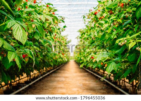 Image, Stock Photo Greenhouse for Raspberries
