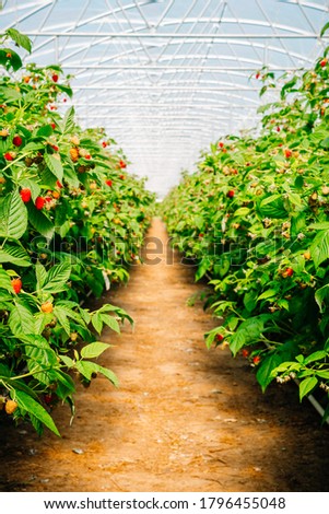 Similar – Image, Stock Photo Greenhouse for Raspberries