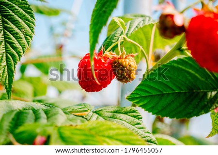 Similar – Image, Stock Photo Greenhouse for Raspberries