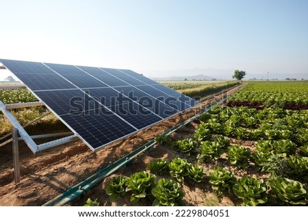 Similar – Image, Stock Photo Irrigation for lettuce cultivation