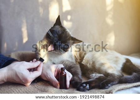 Man giving CBD oil to his feline pet at home as treatment