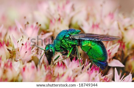 The close-up shooting of the small bee with metal luster on flowers.