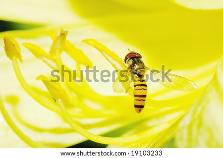 Hover-fly on the yellow stamen
