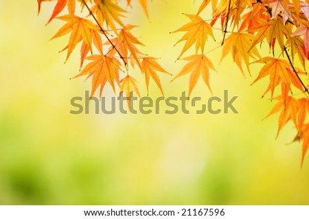 background of the maple leaves