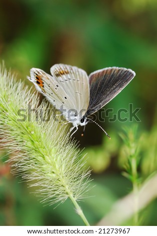 Close-up shooting of small butterfly on grass.