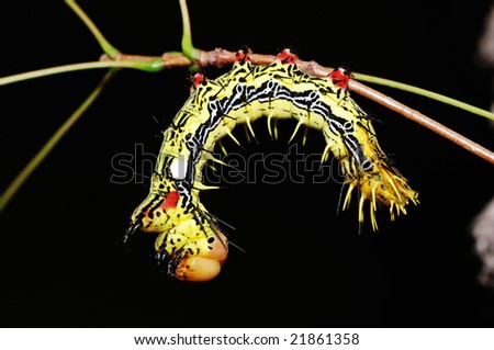 A moth larva on the branch