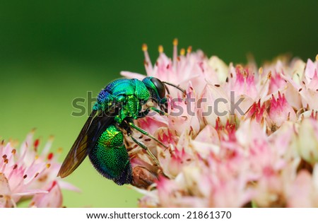 A close-up shooting of the strange green bee on flowers.