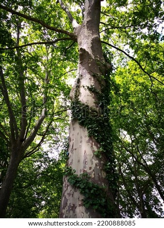 Similar – Image, Stock Photo The plane tree creeped a little in front of the dark clouds.