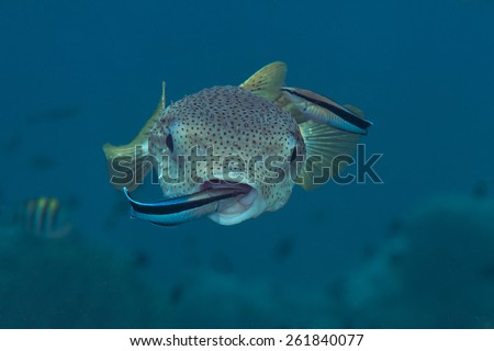 Porcupine Puffer-fish,  Cleaner-fish