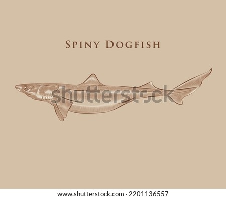 Spiny dogfish illustration with details and highlights.