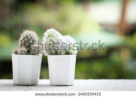 Similar – Image, Stock Photo Cacti behind glass