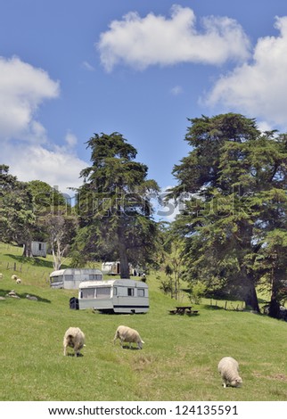 Sheep grazing among caravans on rural campsite, goat island, new zealand