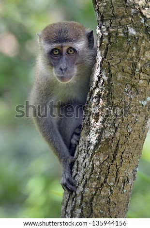 Long-tailed macaque monkey in tree