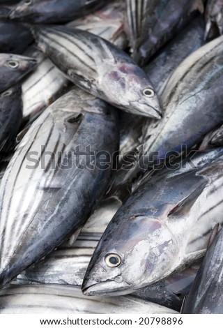Tuna Fish (Dog-tooth Tuna)