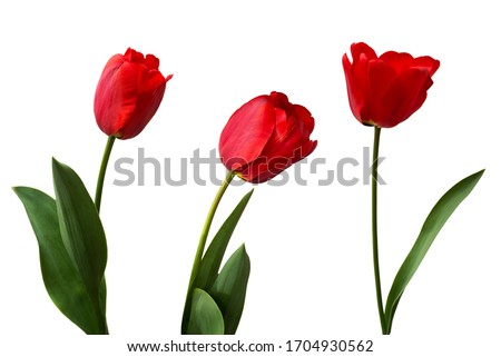 Image, Stock Photo a tulip blooms red and passionate