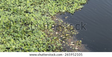 water hyacinth in sewage