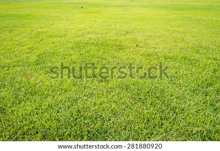 green grass yard, playground