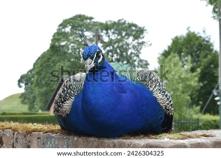 Similar – Image, Stock Photo Peacock sitting outside on a wall