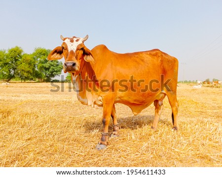 Close up of cow. Cows grazing Grass in Farm. Pakistani cows. Herd of cows at summer green field. Australian cow. Kandhari cow in farm. Milk giving animal.Dairy animal. With selective focus on Subject.