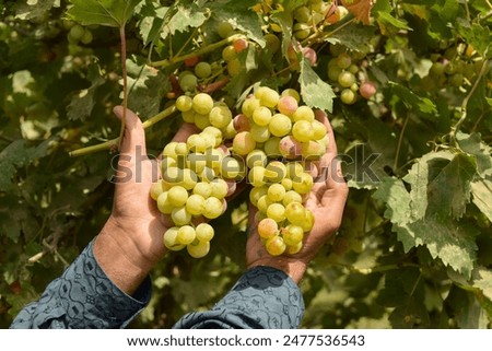 Similar – Image, Stock Photo Male gardener holding freshly harvested turnips from garden