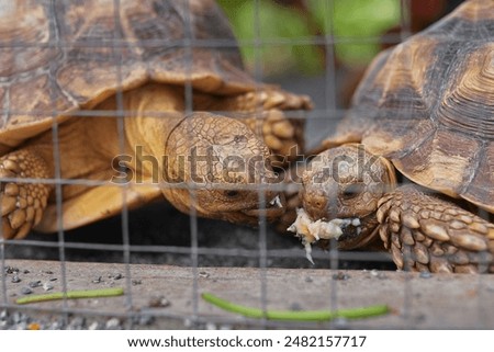 Similar – Foto Bild Hinter Gittern