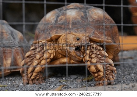 Similar – Foto Bild Hinter Gittern