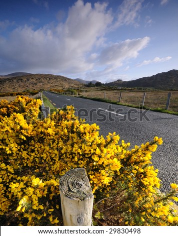 Gorse bush by country road