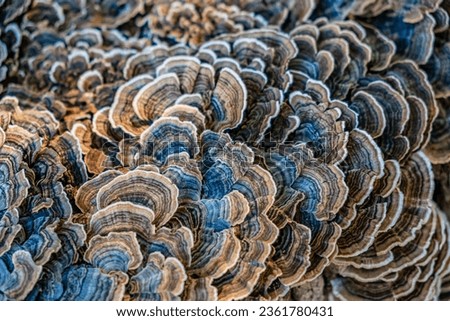 Similar – Image, Stock Photo Mushroom growing on tree trunk