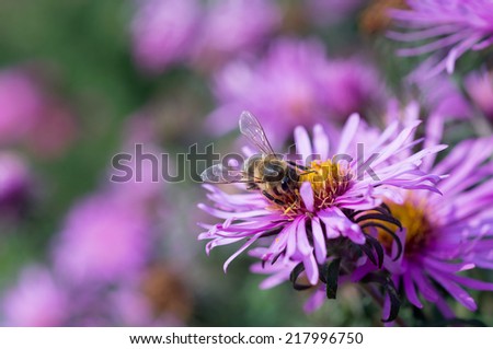 Honey bee on flower; Shallow depth of field