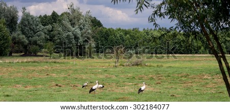 Similar – Image, Stock Photo a stork nest somewhere in Brandenburg