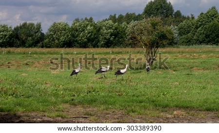 Similar – Image, Stock Photo a stork nest somewhere in Brandenburg