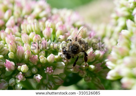 Honey bee on flower; Shallow depth of field; Focus set on eye