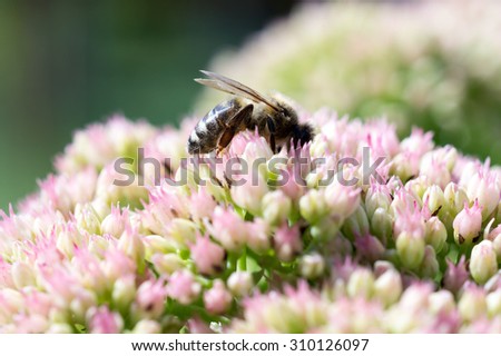 Honey bee on flower; Shallow depth of field; Focus set on eye