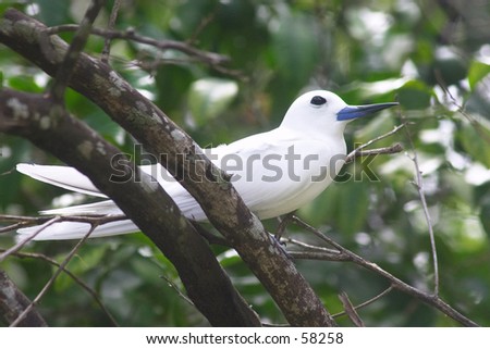 The Fairy tern (or holy ghost bird - species Sterna nereis) at rest in the Seychelles (Fregate island).