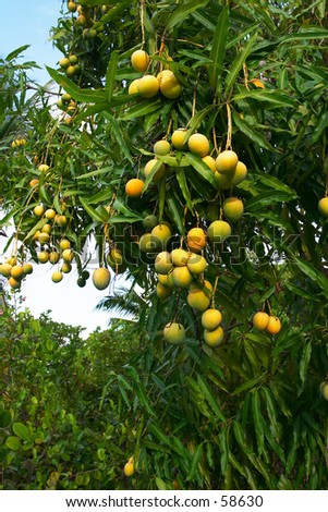 Introduced mangoes growing wild on Fregate Island, Seychelles. The fruit are allowed to fall to feed tortoises, lizards and other animals as the holiday island is devoted to conservation.