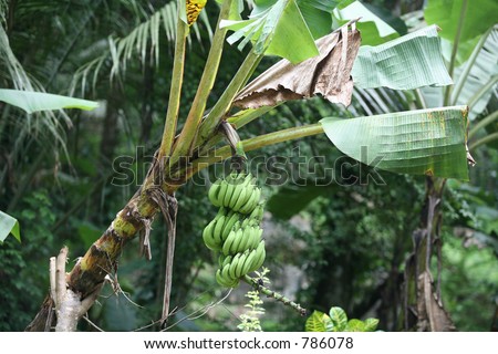 A banana plant propped up with a branch by the roadside in Sri Lanka.