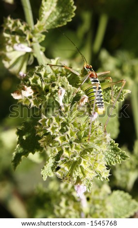 An apparently newly-moulted grasshopper camouflaged on  a plant. Macro taken in Prines, Crete.