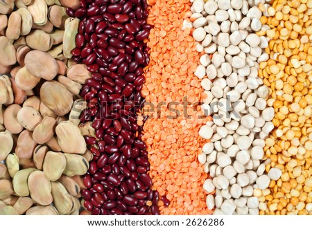 Various dried legume seeds: broad beans, small red beans, yellow lentils, thermos beans and red lentils.