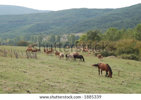 horse landscape