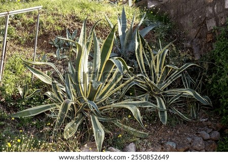 Similar – Image, Stock Photo Large cacti in a greenhouse under a glass roof