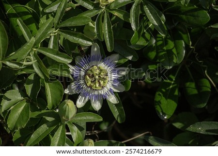 Similar – Image, Stock Photo passion flower Environment