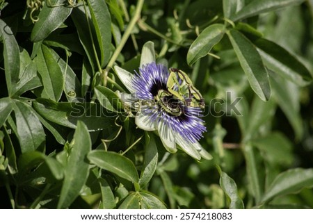 Similar – Image, Stock Photo passion flower Environment