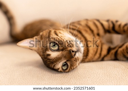 Similar – Image, Stock Photo Bengal Cat and Christmas Tree