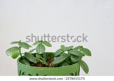 Similar – Foto Bild Fittonia Zimmerpflanze mit Copy Space