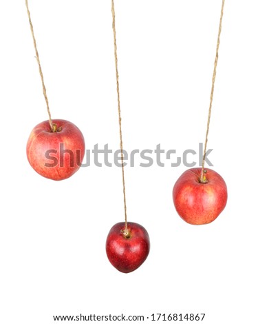 arise view of three hanging apples isolated on white background. Low hanging fruit concept. Clipping path. 商業照片 © 